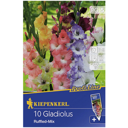 Blumenzwiebel Gladiole, Gladiolus Hybrida, Blütenfarbe: mehrfarbig