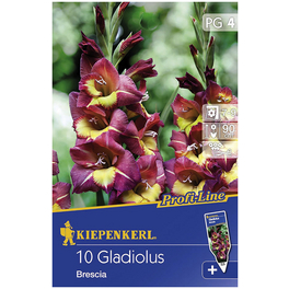 Blumenzwiebel Gladiole, Gladiolus Hybrida, Blütenfarbe: mehrfarbig