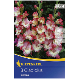 Blumenzwiebel Gladiole, Gladiolus Hybrida, Blütenfarbe: pink/weiß