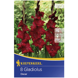 Blumenzwiebel Gladiole, Gladiolus Hybrida, Blütenfarbe: rot