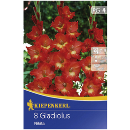 Blumenzwiebel Gladiole, Gladiolus Hybrida, Blütenfarbe: rot