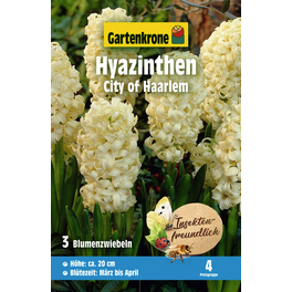Blumenzwiebel Hyazinthen, Hyacinthus orientalis »City of Haarlem«, Blüte: gelb