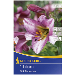 Blumenzwiebel Lilie, Lilium Hybrida, Blütenfarbe: lila