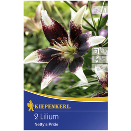 Blumenzwiebel Lilie, Lilium Hybrida, Blütenfarbe: mehrfarbig