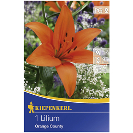 Blumenzwiebel Lilie, Lilium Hybrida, Blütenfarbe: orange