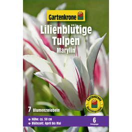 Blumenzwiebel Lilienblütige Tulpe, Tulipa x Hybrida »Marylin«, Blüte: mehrfarbig