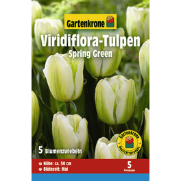 Blumenzwiebel Viridiflora-Tulpe, Tulipa x Hybrida »Spring Green«, Blüte: weiß