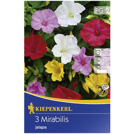 Blumenzwiebel Wunderblume, Mirabilis jalapa, Blütenfarbe: mehrfarbig