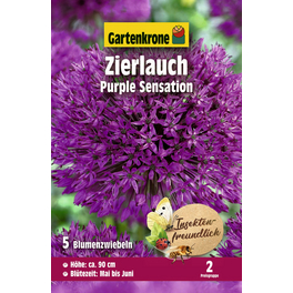 Blumenzwiebel Zierlauch, Allium aflatunense »Purple Sensation«, Blüte: lila