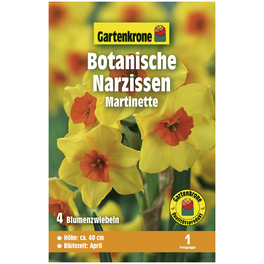 Blumenzwiebeln Botanische Narzisse, Narcissus Cyclamineus »Martinette«, Blüte: zweifarbig