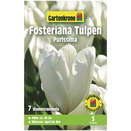 Blumenzwiebeln Fosteriana-Tulpe, Tulipa Fosteriana »Purissima«, Blüte: weiß