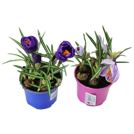 Blumenzwiebeln Krokus, Crocus vernus »in Sorten«, Blüte: mehrfarbig