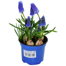 Blumenzwiebeln Traubenhyazinthe, Muscari armeniacum, Blüte: blau