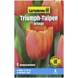 Blumenzwiebeln Triumph-Tulpe, Tulipa x hybrida, Blüte: orange