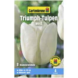 Blumenzwiebeln Triumph-Tulpe, Tulipa x hybrida, Blüte: weiß