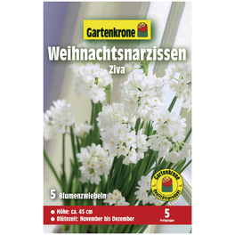 Blumenzwiebeln Weihnachtsnarzisse, Narcissus pseudonarcissus »Ziva«, Blüte: weiß