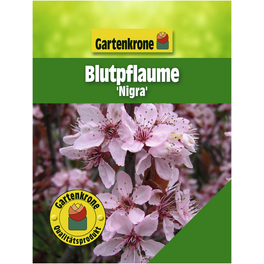 Blutpflaume, Prunus cerasifera »Nigra«, Blätter: dunkelrot, Blüten: rosa