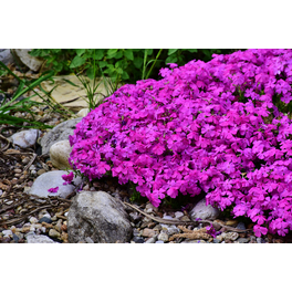 Bodendecker »Phlox subulata«, rosa, winterhart