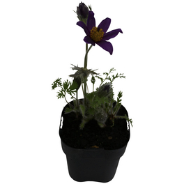 Bodendecker »Pulsatilla vulgaris«, violett, winterhart