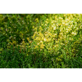 Bodendecker »Sedum acre«, gelb, winterhart