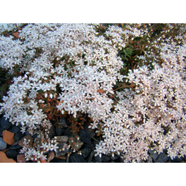 Bodendecker »Sedum album«, weiß, winterhart
