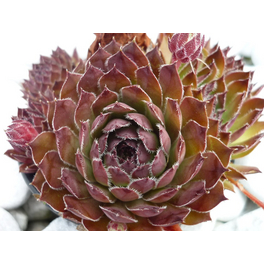 Bodendecker »Sempervivum«, rot, winterhart Bodendecker »Sempervivum«, rot, winterhart