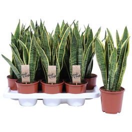 Bogenhanf, Sansevieria trifasciata »Laurentii« Bogenhanf, Sansevieria trifasciata »Laurentii«