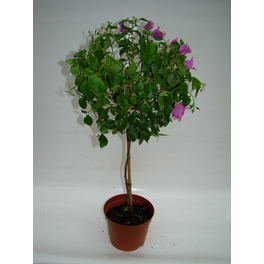 Bougainvillee, Bougainvillea spectabilis, Blüte: Violett Bougainvillee, Bougainvillea spectabilis, Blüte: Violett