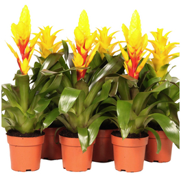 Bromelie, Bromelia Mix, gelb, in Topf