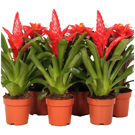 Bromelie, Bromelia Mix, rot, in Topf