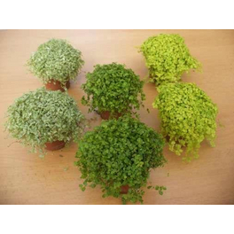 Bubikopf »Soleirolia soleirolii«, 10 cm Bubikopf »Soleirolia soleirolii«, 10 cm