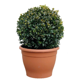 Buchsbaum, Buxus sempervirens arborescens, Blätter: grün, Blüten: grün
