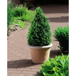 Buchsbaum, Buxus sempervirens arborescens , Höhe: 60 - 80 cm, Blütenfarbe: hellgrün