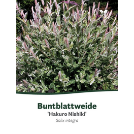 Buntblattweide, Salix integra »Hakuro Nishiki«, Blätter: zweifarbig, Blüten: gelb