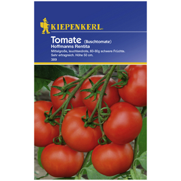 Buschtomate lycopersicum Solanum »Hofmanns Rentita« Buschtomate lycopersicum Solanum »Hofmanns Rentita«