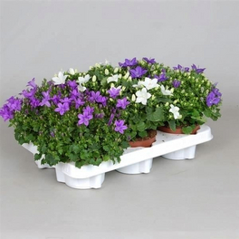 Campanula »Campanula portenschlagiana«, 10 cm Campanula »Campanula portenschlagiana«, 10 cm