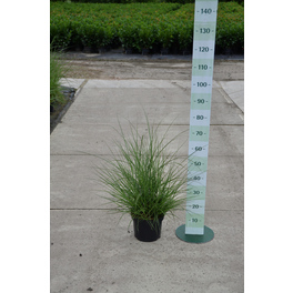 Chinaschilf, sinensis Miscanthus »Krater«, Pflanzenhöhe: 0-0 cm, grün