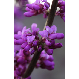 Chinesischer Judasbaum, Cercis chinensis »Avondale«, Blätter: grün, Blüten: lila