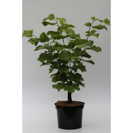 Chinesischer Judasbaum, Cercis chinensis »Shirobana«, Blätter: grün, Blüten: cremeweiß