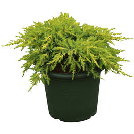 Chinesischer Wacholder chinensis Juniperus »Daub's Frosted«