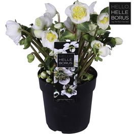 Christrose »Helleborus niger Christmas Carol«, weiß, winterhart
