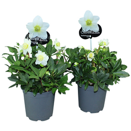 Christrose »Helleborus niger«, weiß, winterhart