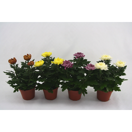 Chrysantheme, Chrysanthemum grandiflorum, max. Wuchshöhe: 25 cm, Blüte: bunt