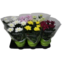 Chrysantheme, Chrysanthemum grandiflorum »Zembla«, max. Wuchshöhe: 40 cm, Blüte: bunt