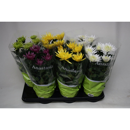 Chrysantheme, Chrysanthemum indicum »Anastasia«, max. Wuchshöhe: 40 cm, Blüte: bunt