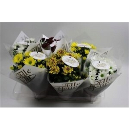 Chrysantheme, Chrysanthemum indicum »Elle Fleur Sommer«, max. Wuchshöhe: 30 cm, Blüte: gelb