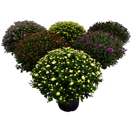 Chrysantheme, Chrysanthemum indicum, max. Wuchshöhe: 100 cm, Blüte: mehrfarbig