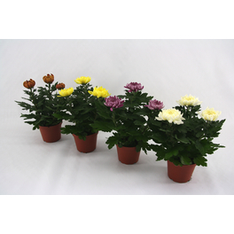 Chrysantheme, Chrysanthemum indicum, max. Wuchshöhe: 25 cm, Blüte: bunt