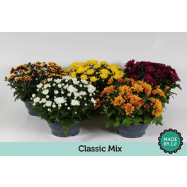 Chrysantheme, Chrysanthemum indicum, max. Wuchshöhe: 50 cm, Blüte: bunt