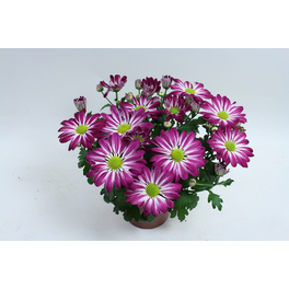 Chrysantheme, Chrysanthemum indicum »Rainbow«, max. Wuchshöhe: 30 cm, Blüte: zweifarbig